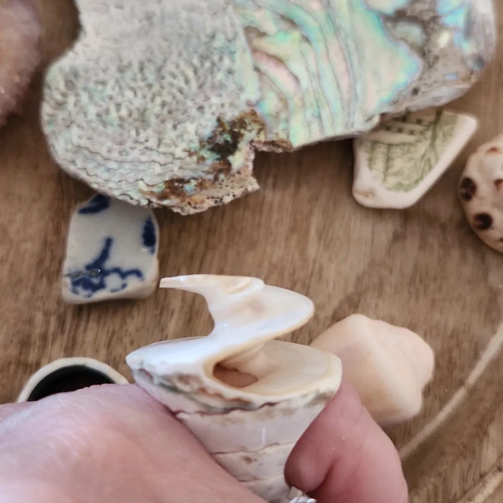Sea Shell Ring - Picture 5 of 7
